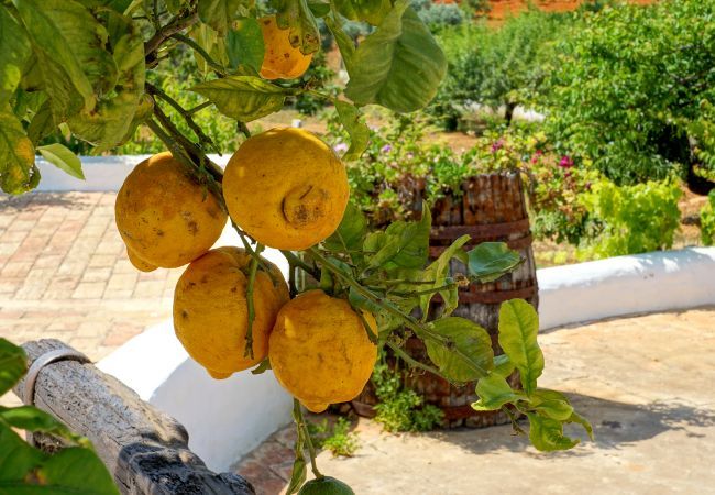 Villa em Albufeira - Villa Monte da Madrinha Villa em Albufeira - Villa Monte da Madrinha